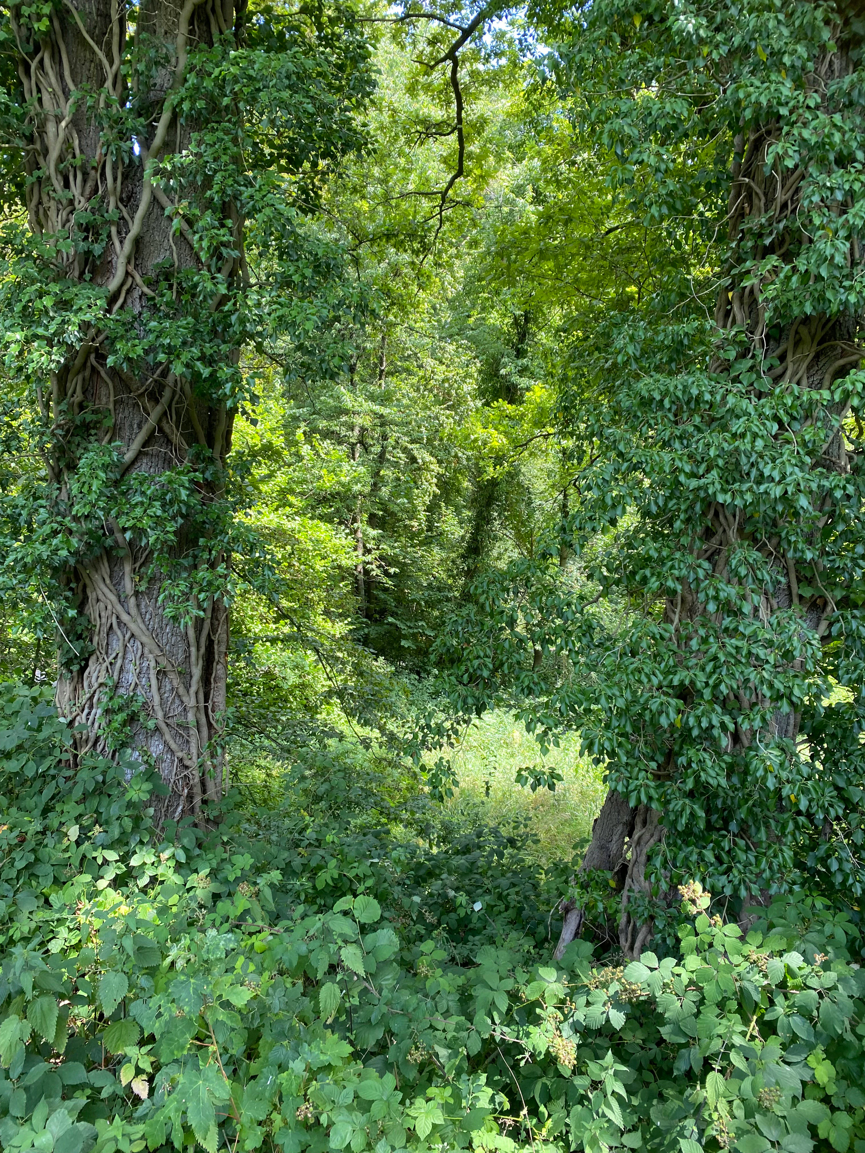 Two large, mature tree trunks heavily covered in climbing ivy stand in the foreground, framing a path into a lush, green riparian forest.