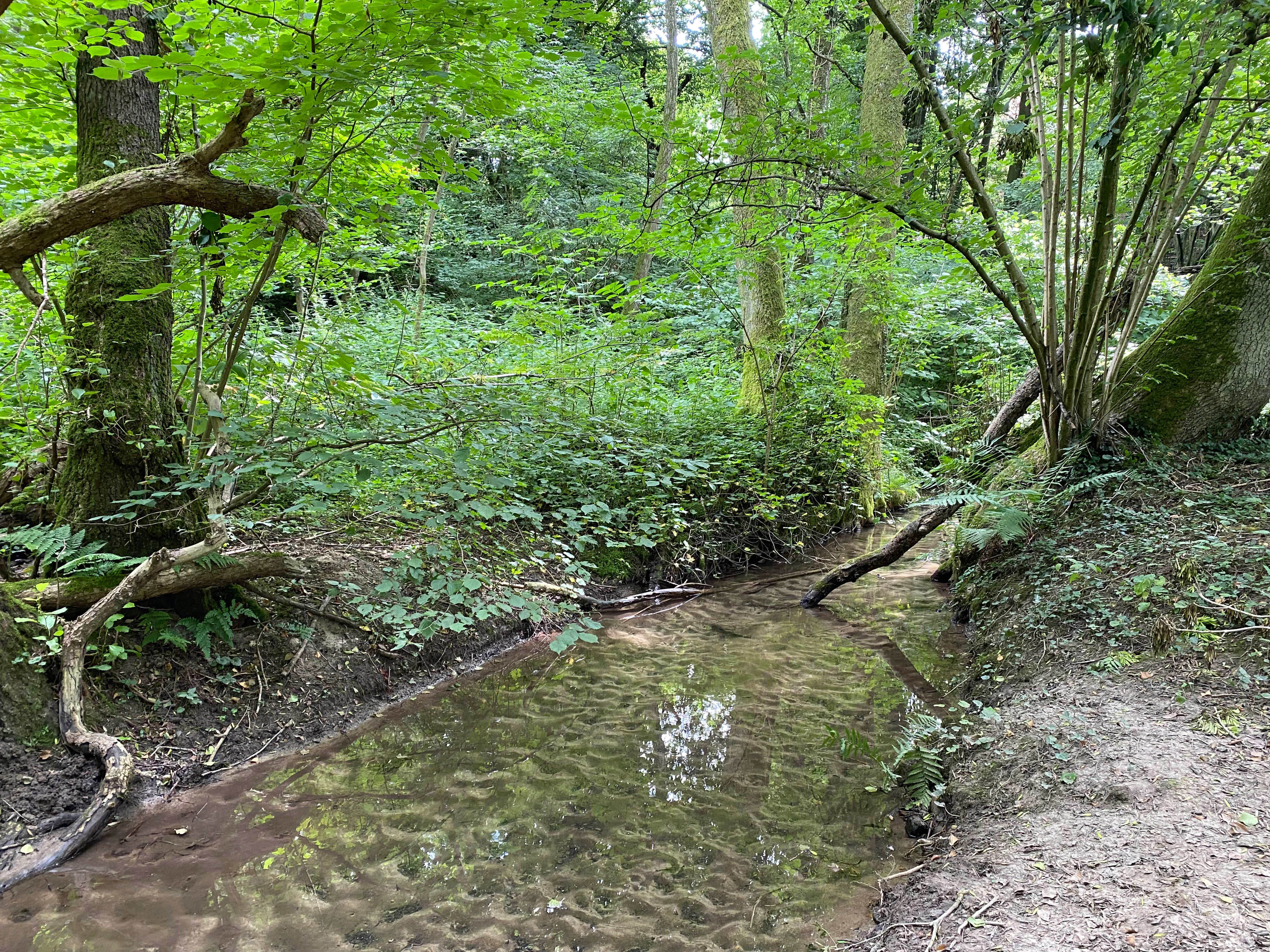 A small, shallow stream with a sandy bed flows through a dense, green forest with trees and shrubs overhanging the water.