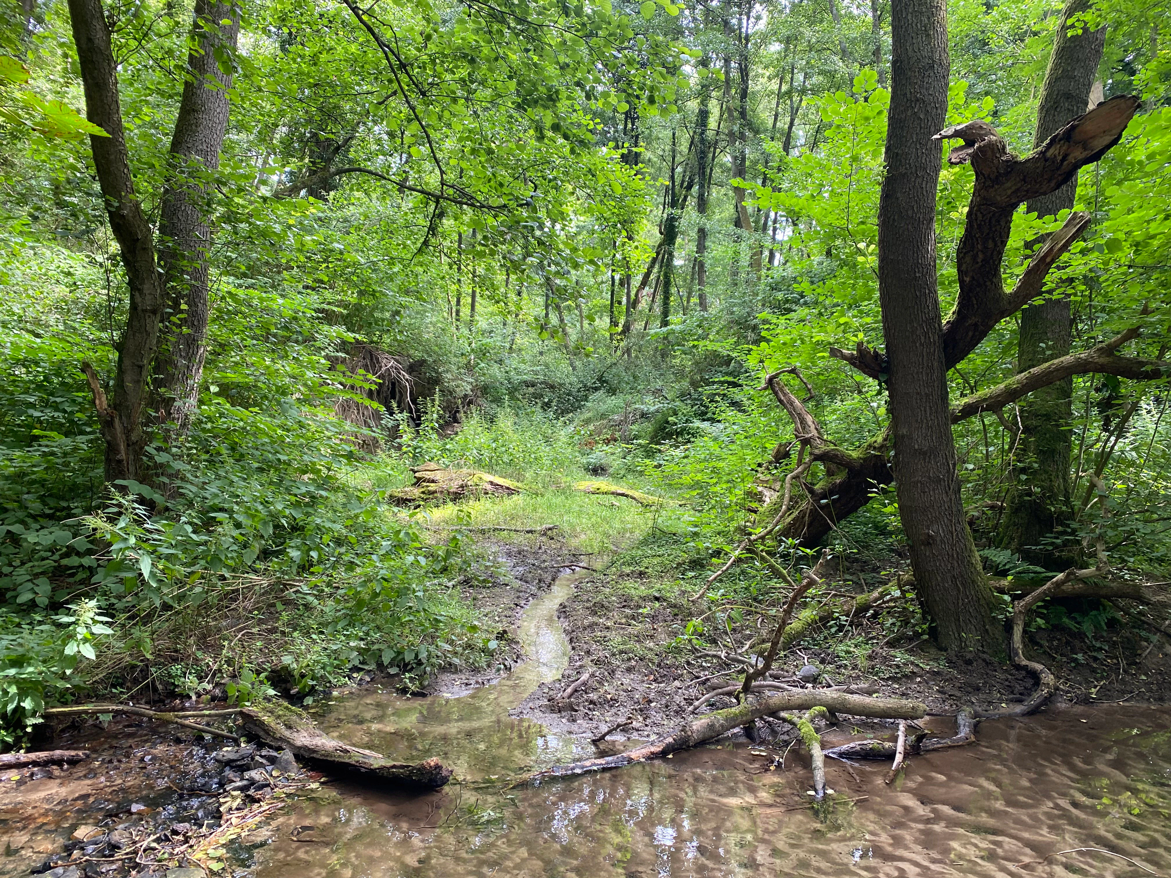 A small stream flowing through a dense, green deciduous forest with a fallen tree trunk in the foreground.