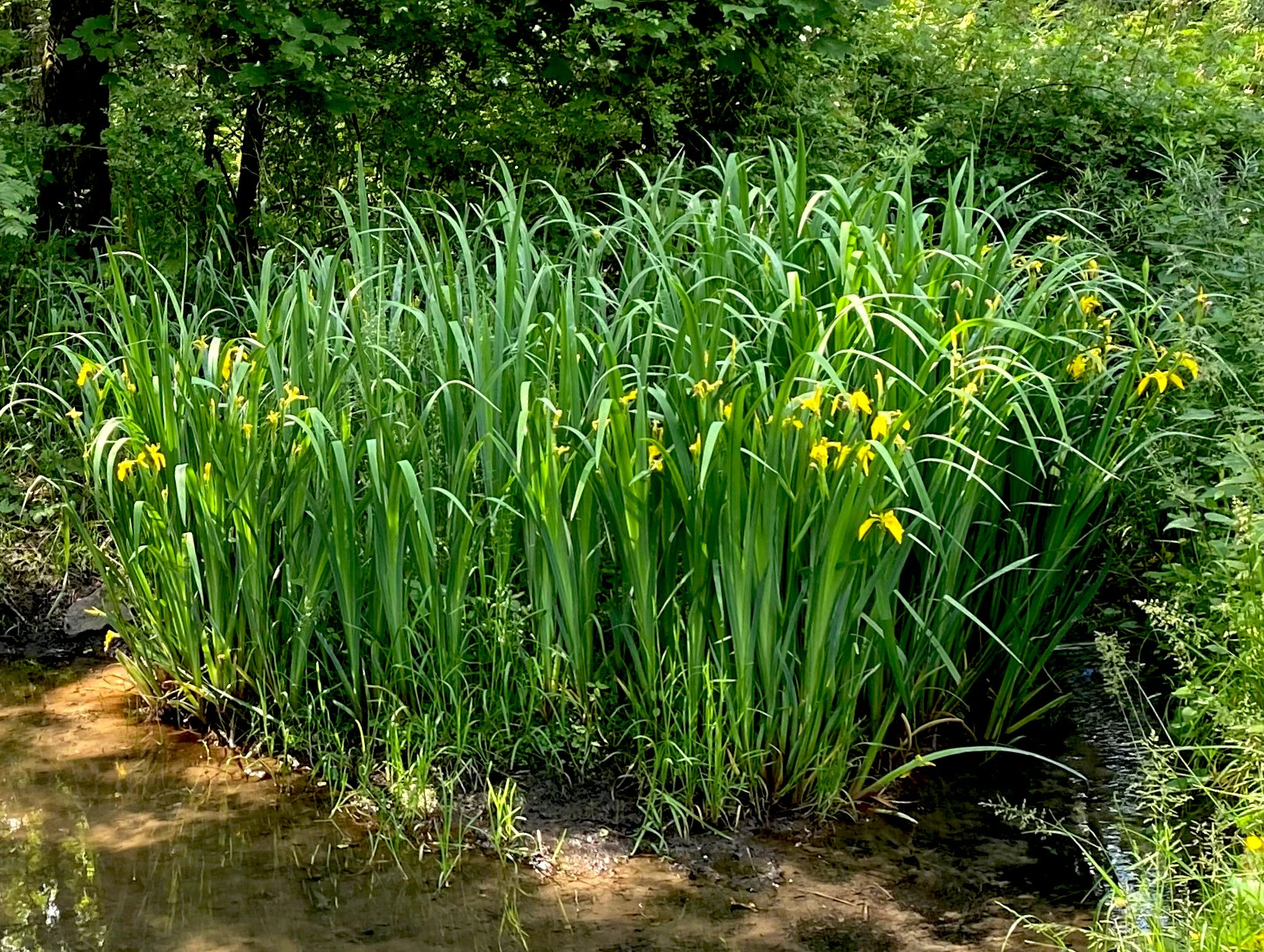 A cluster of yellow iris flowers with long, blade-like green leaves growing in shallow water at the edge of a stream.