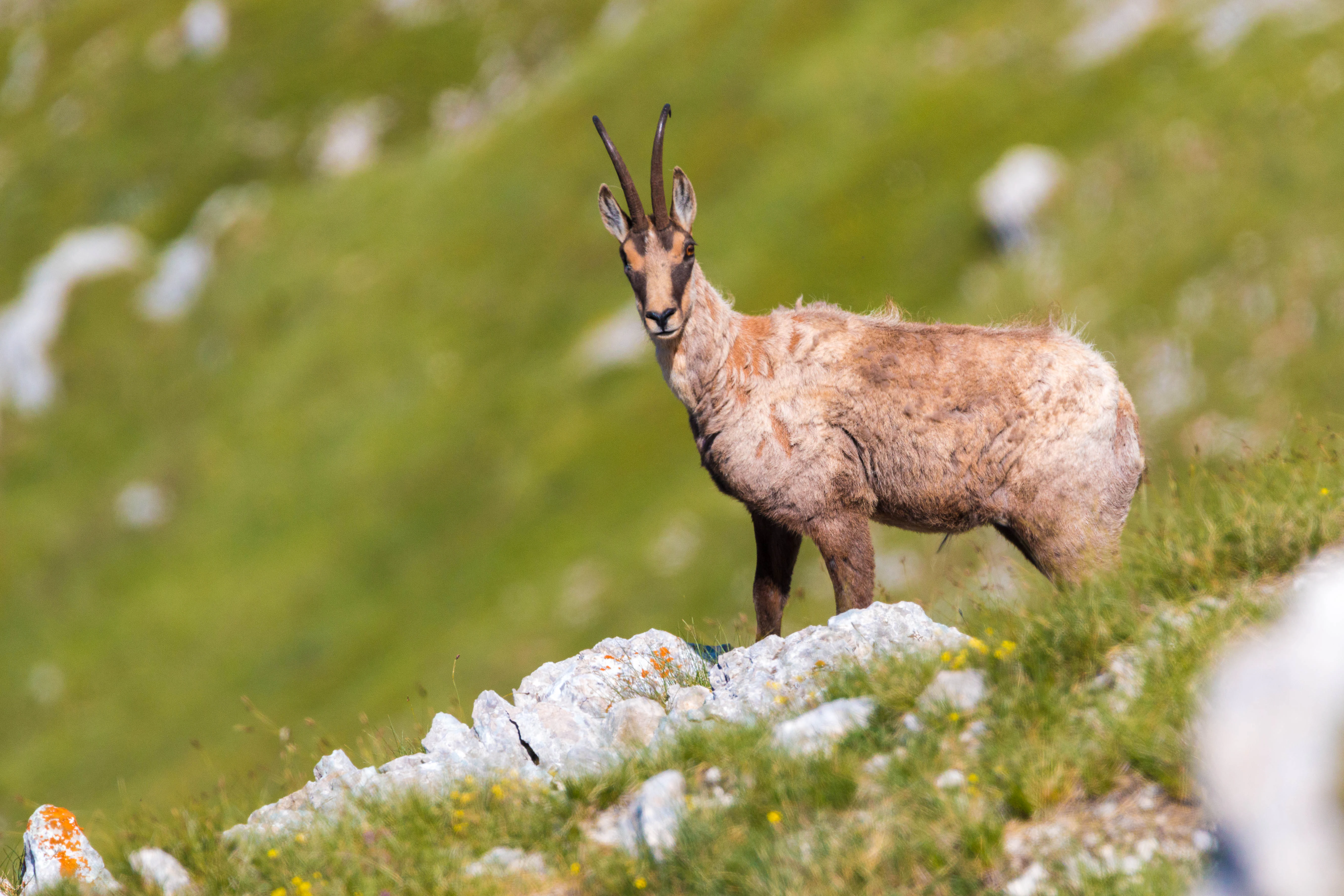 Chamois with curved horns standing on a rocky hillside with green grass and scattered stones