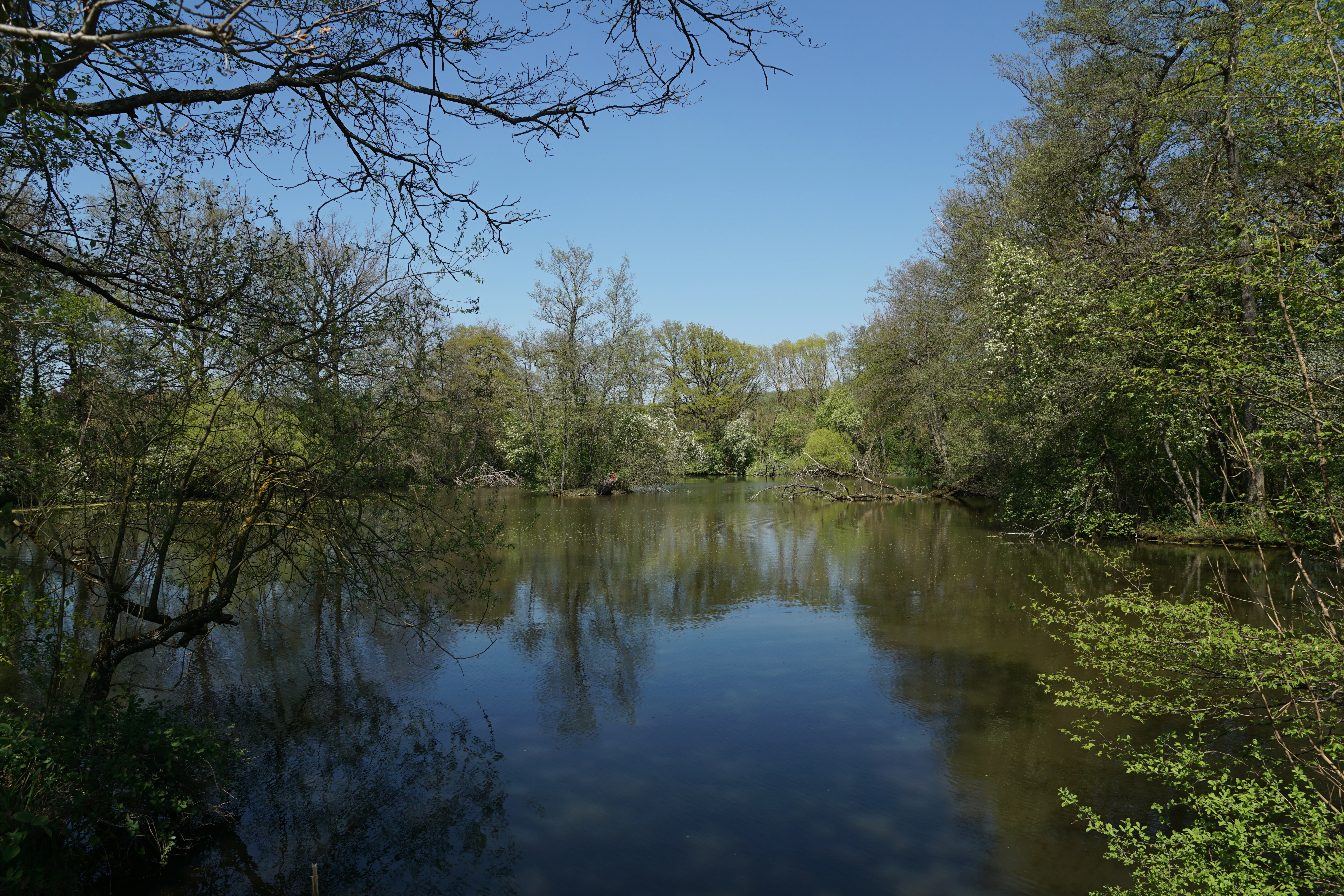 A calm, still lake surface surrounded by lush green trees and shrubs on a clear day.
