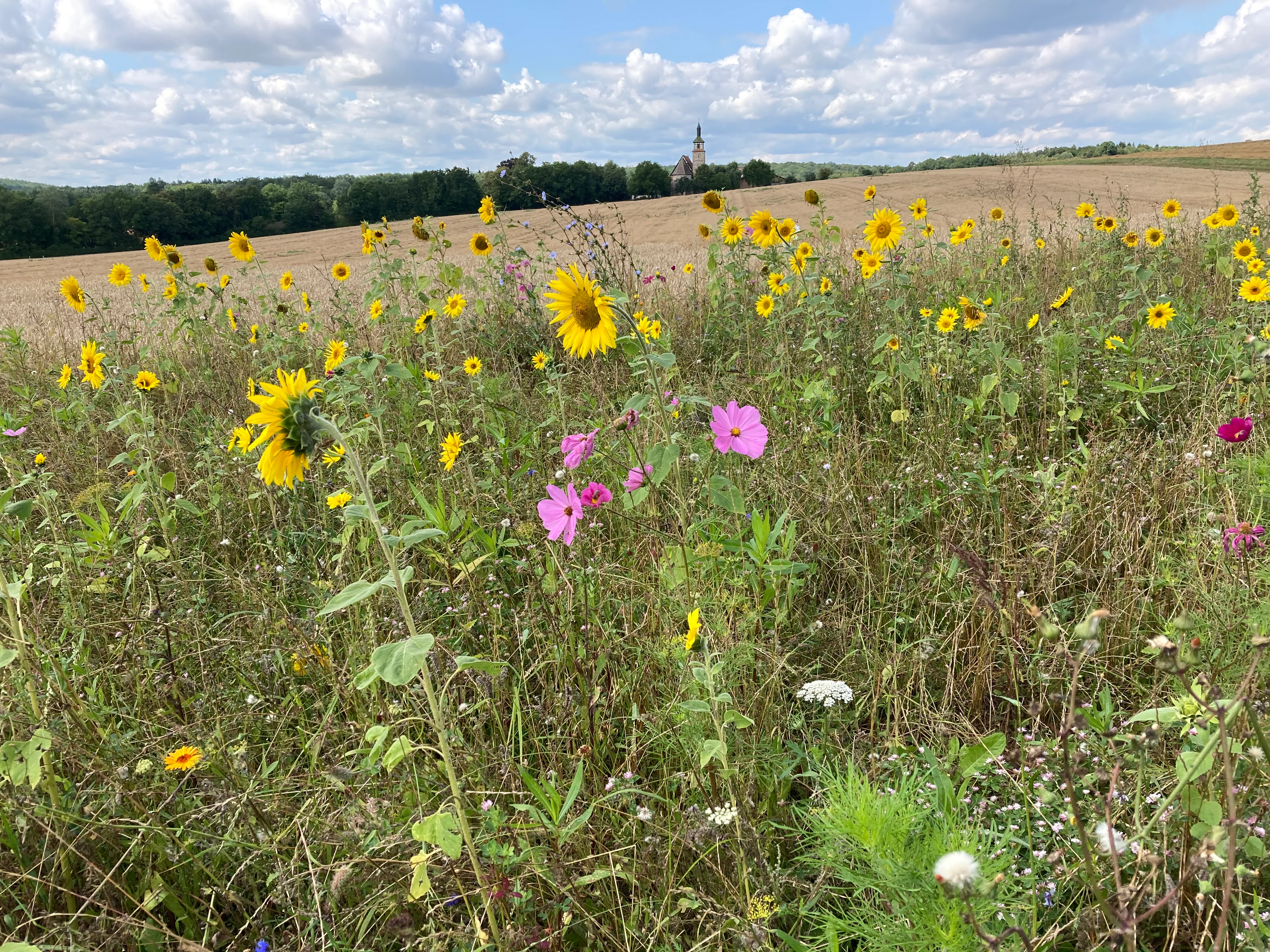 A field filled with yellow sunflowers and pink cosmos flowers in the foreground, with an open golden field and distant trees under a cloudy sky in the background.