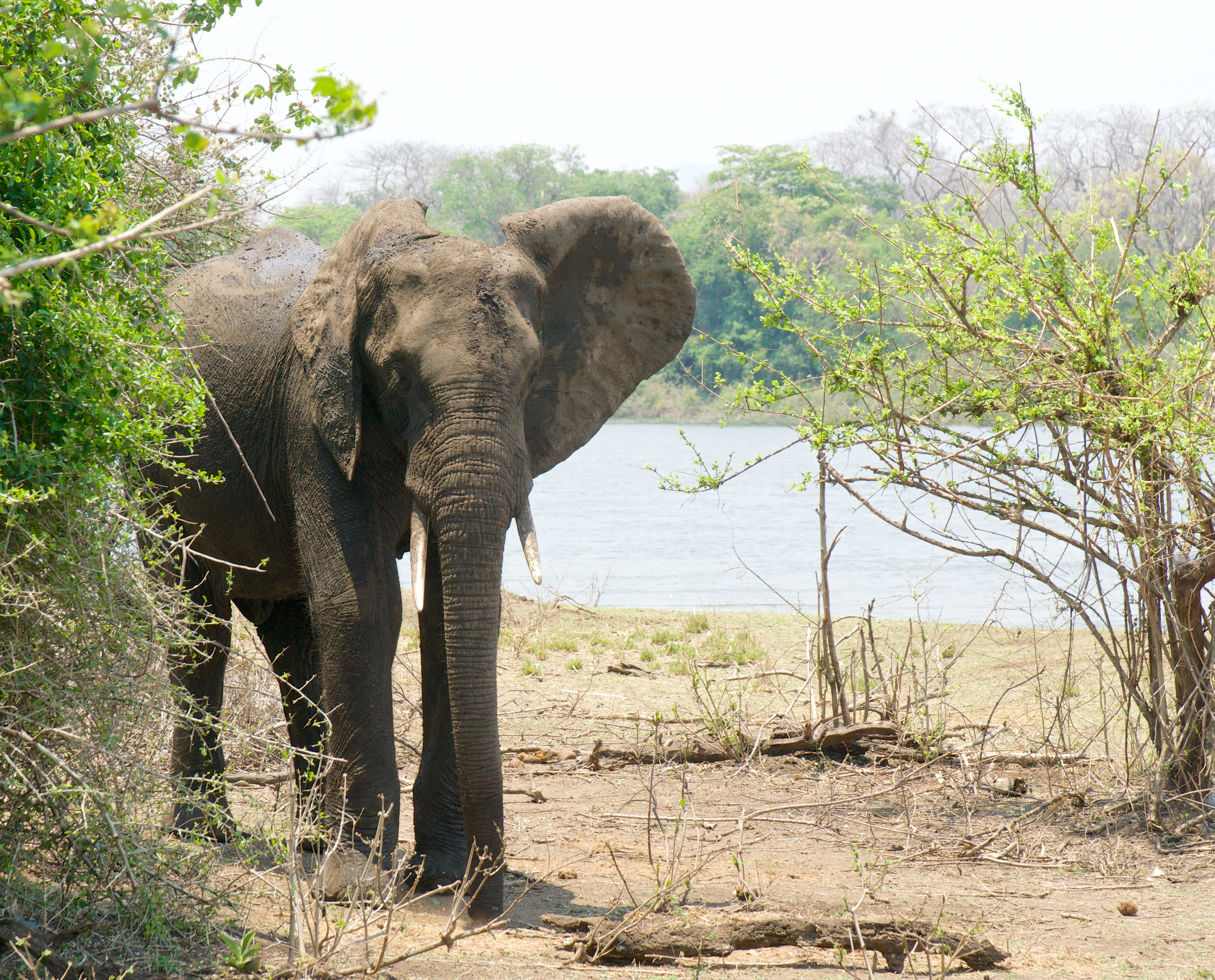 A single African elephant standing on dry ground between trees with a river visible in the background.