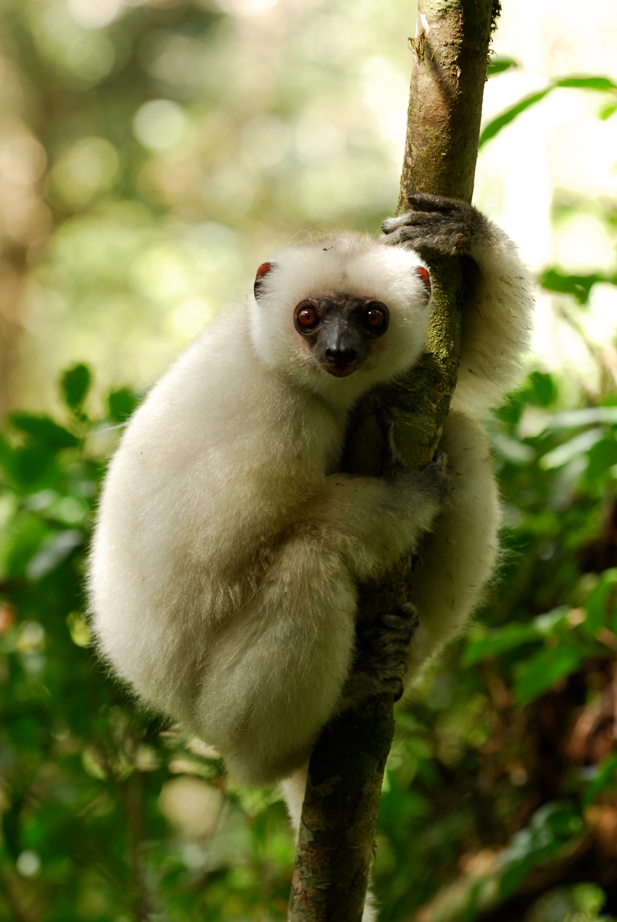 Un lémur sifaka sedoso blanco aferrado a una rama delgada y vertical de un árbol en un entorno de frondoso bosque.