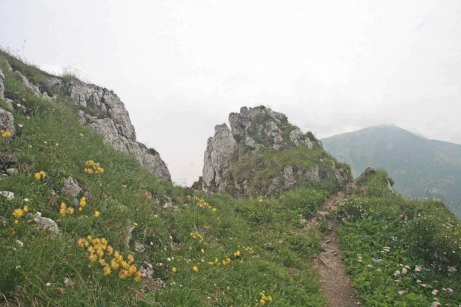 Grassy mountain slope with rocky outcrops, yellow wildflowers, and a dirt trail on a ridge