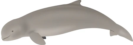 A profile illustration of an Irrawaddy dolphin shown against a plain white background.