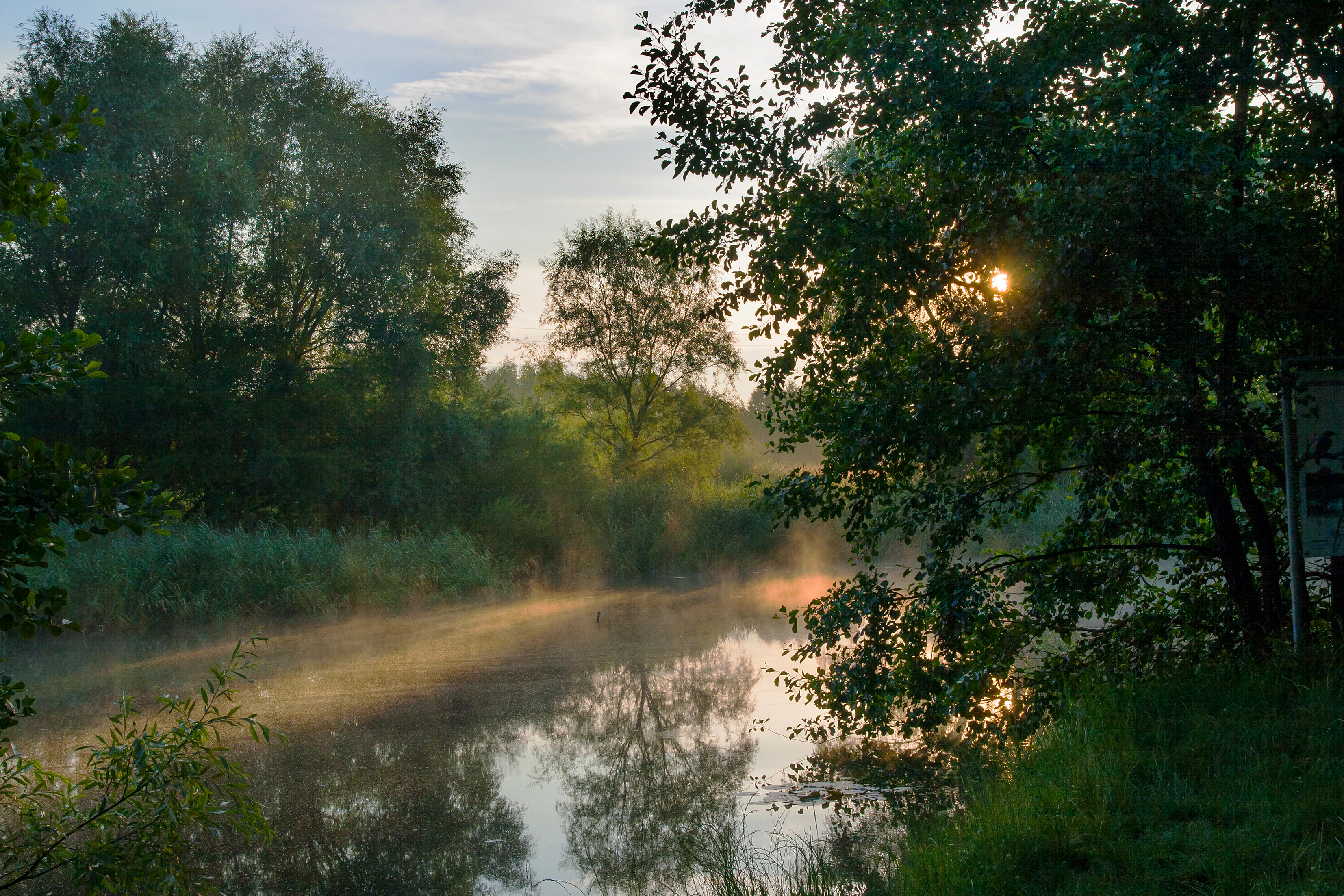 A peaceful nature scene in Malchower Aue, featuring a small, calm pond with morning mist floating above the water surface, surrounded by lush green trees and reeds, with sunbeams filtering through the foliage.