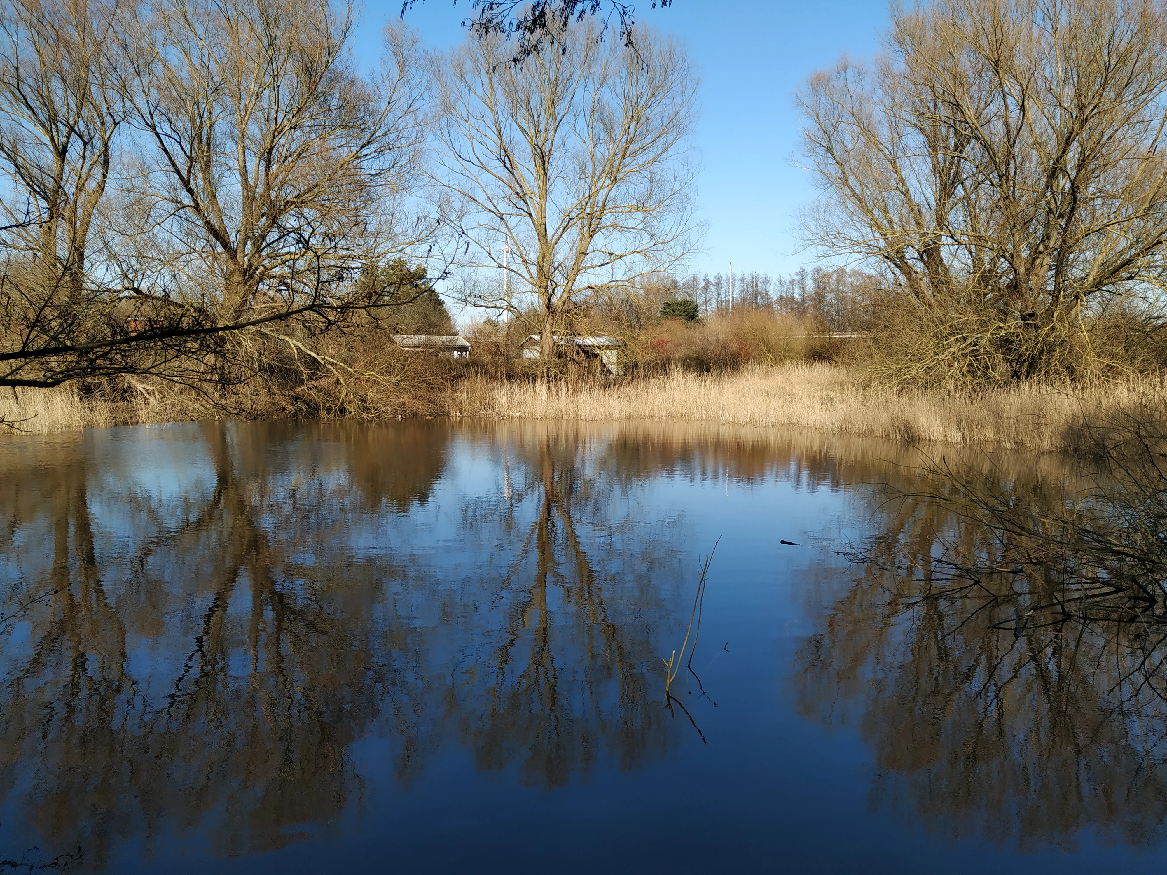 A still pond reflecting leafless trees and blue sky under bright daylight, with golden reeds on the bank.