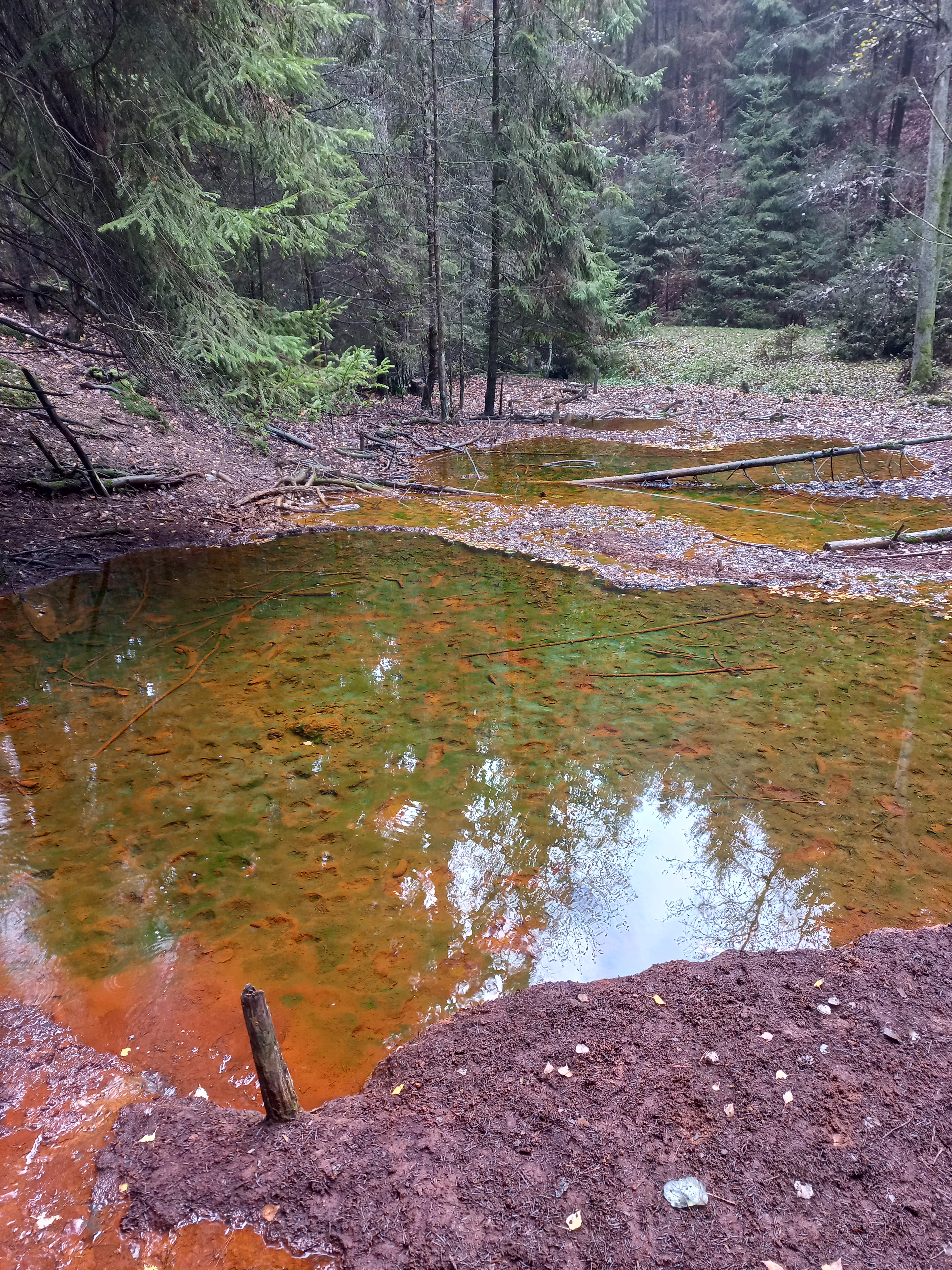 A view looking down at small, still pools of water with distinctive rust-colored mineral deposits on the bottom, surrounded by a forest of spruce trees and damp forest floor.