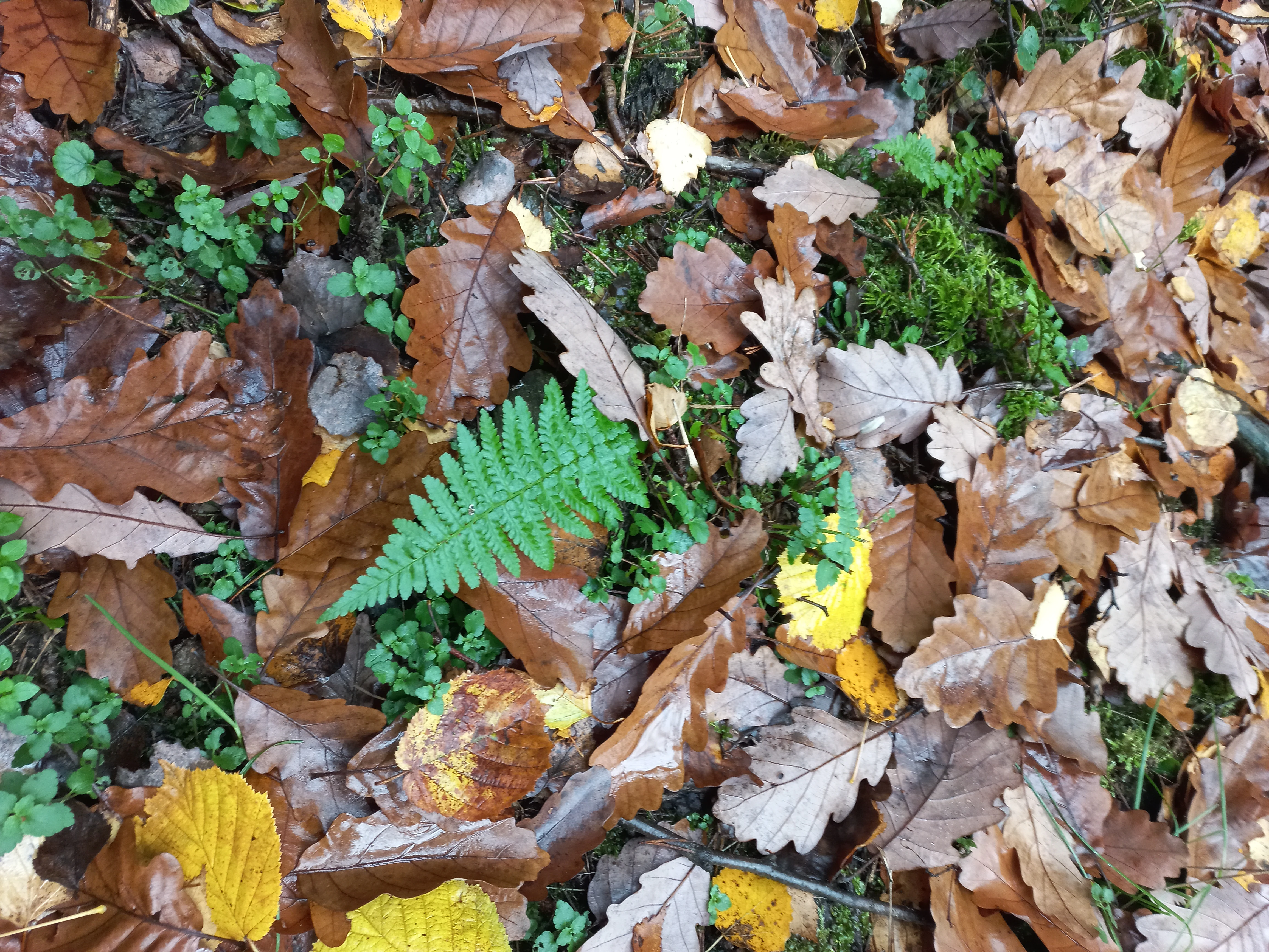 A close-up view of a forest floor covered in fallen brown and yellow oak leaves, with patches of green moss and a prominent green fern frond.