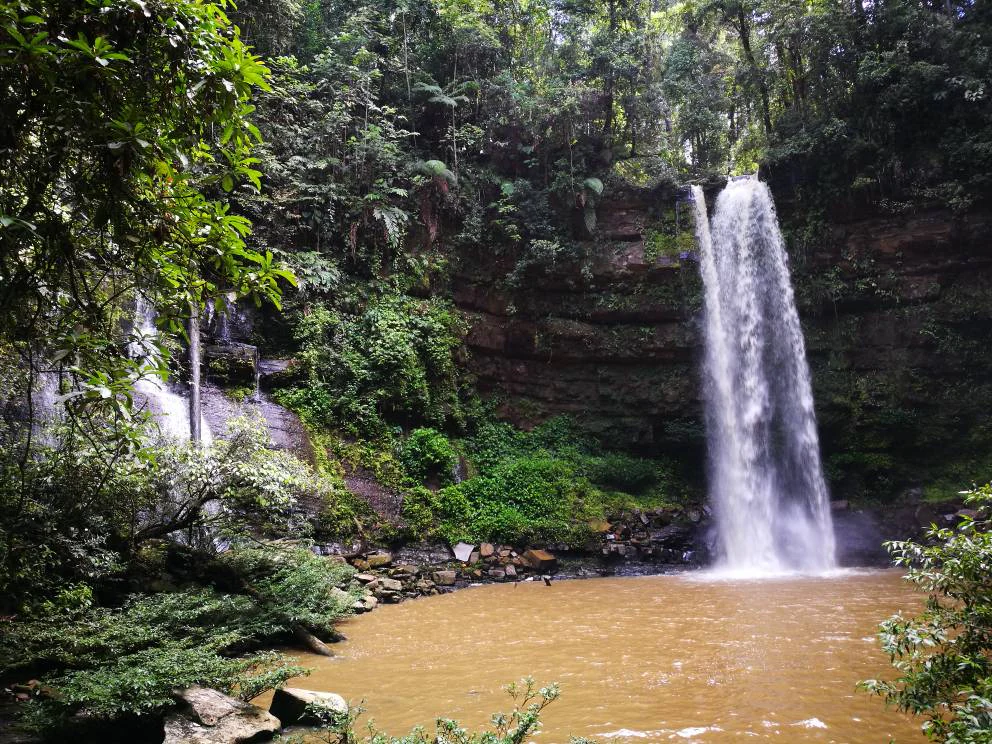 A waterfall drops over a rocky ledge into a calm, brownish pool, surrounded by lush green rainforest vegetation.