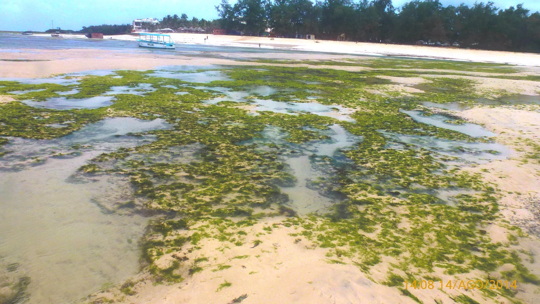 Exposed coral reef and tidal pools on sandy beach at low tide in Malindi Marine National Park