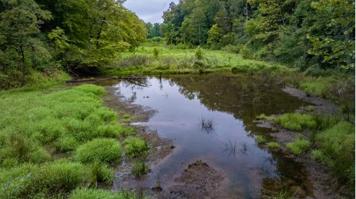 A peaceful, shallow wetland area surrounded by lush green trees and grasses, with reflections of the forest canopy visible in the calm, dark water.