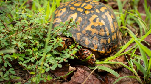 An eastern box turtle with a patterned yellow and brown shell partially hidden behind green leaves and grass.