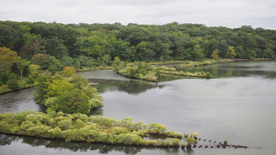 An aerial view shows multiple historic, partially submerged shipwrecks overgrown with vegetation in the calm, reflective waters of Mallows Bay, backed by a dense green forest.