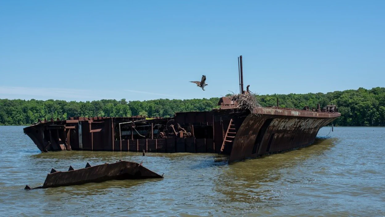 An osprey in flight nears its nest on the stern of a large, rusted shipwreck partially submerged in water, with a dense treeline in the background.