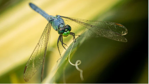 A close up view of an eastern pondhawk dragonfly with a bright blue body and green face resting on a blade of grass.
