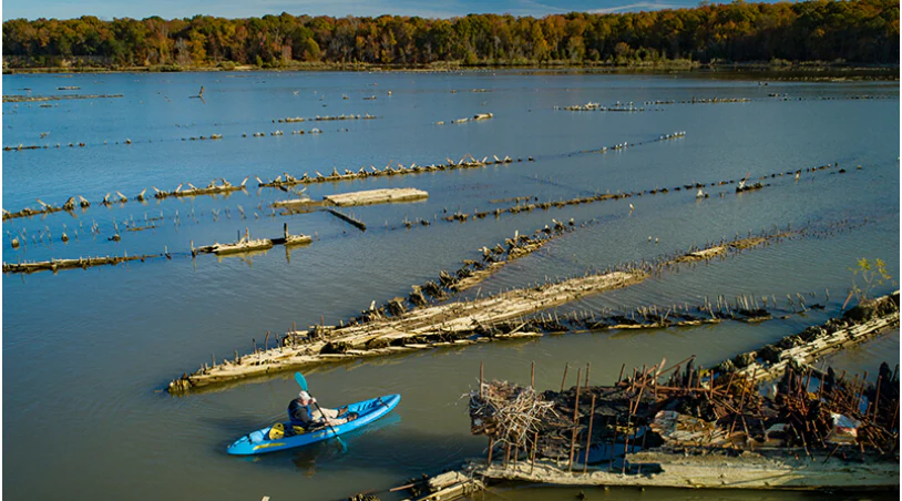 An aerial view of a lone blue kayak paddling through calm water alongside the partially submerged remains of historic wooden ships, with a wooded shoreline in the distance.