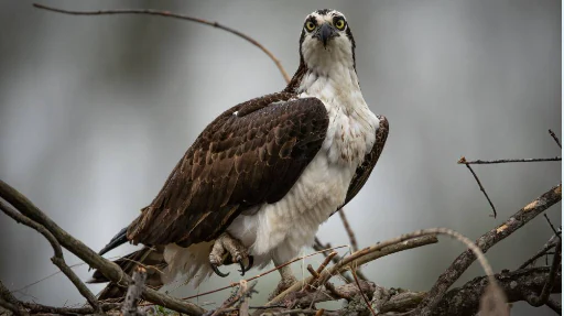 A close up view of an osprey bird with brown and white feathers perched on a messy nest made of sticks against a soft, blurred background.