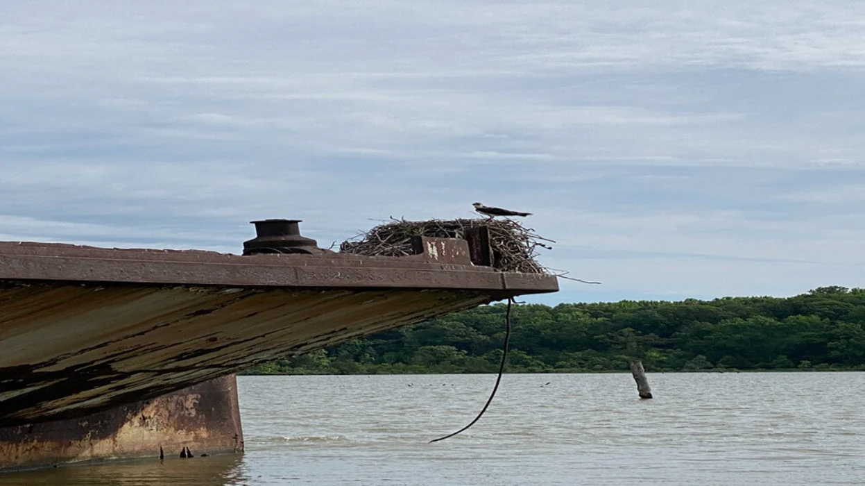 A medium shot of a rusted ship bow rising from the water, with an osprey bird sitting on a large nest built on the deck, against a background of a forest shoreline.