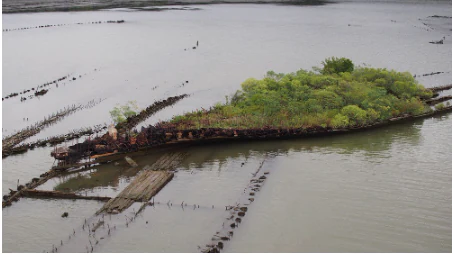 An aerial view of the SS Benzonia and SS Caribou shipwrecks, with hulls covered in lush vegetation resting in the shallow waters of the Potomac River.