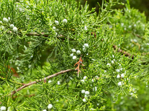 Close up view of green eastern redcedar foliage covered in small water droplets and pale, rounded berries.