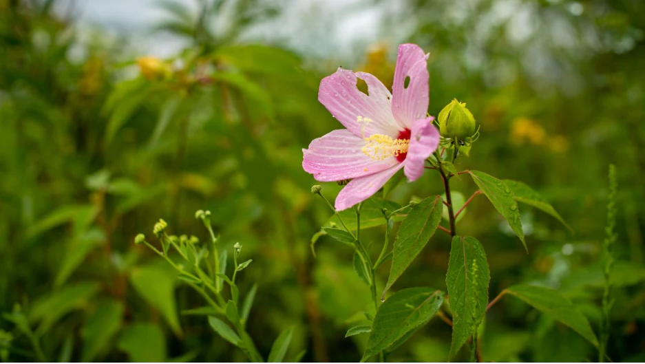 A close-up of a pink hibiscus flower with a yellow center and green bud, surrounded by blurred green wetland foliage.