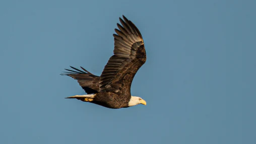 A bald eagle with wings spread in flight against a clear blue sky.