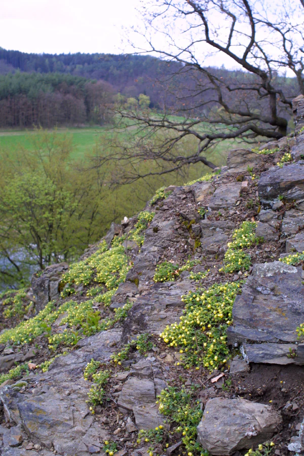 A steep, rocky spilite spur covered in patches of small, yellow-flowering spring cinquefoil, with a blurred forest and river valley in the background.