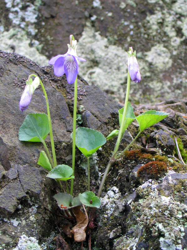 Common dog-violet on Malochova skalka