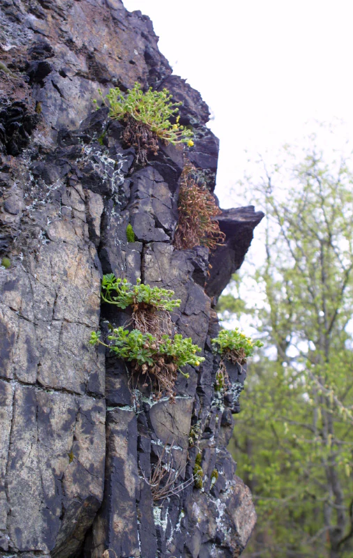 Small yellow flowers and green foliage of spring cinquefoil growing directly out of cracks in a dark, textured vertical rock face.