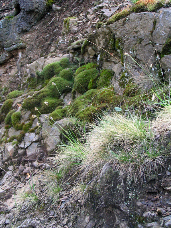 A close-up view of tufts of light-green grass and patches of bright green moss growing directly on a rocky, uneven limestone hillside.