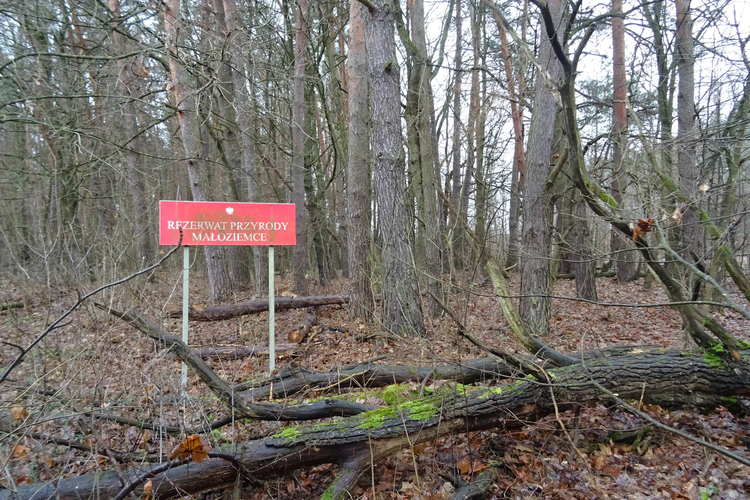 A red, rectangular nature reserve sign with white Polish text mounted on two posts in a wooded area with many fallen logs on the forest floor.