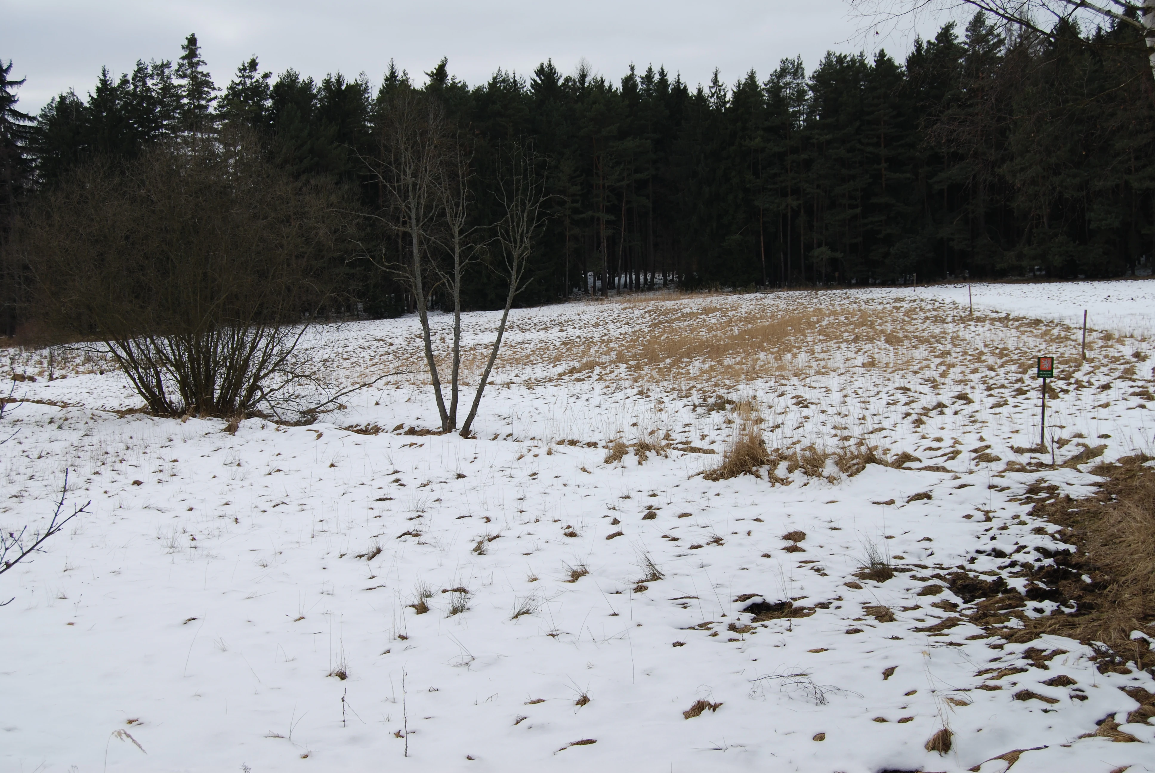 A wide, snowy field leads toward a dense treeline of evergreen trees under an overcast sky.
