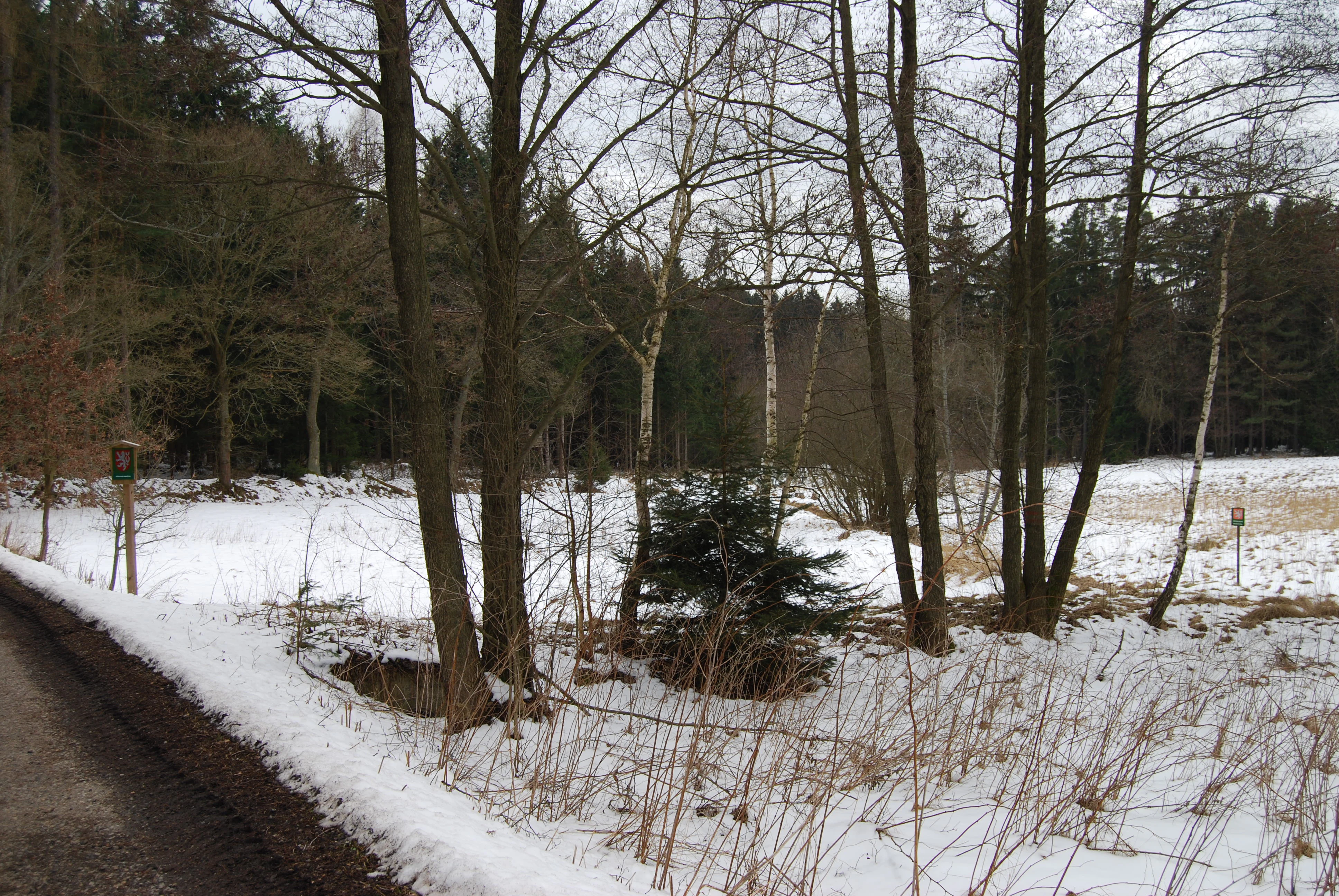 A snowy meadow bordered by trees and forest in the Czech Republic, viewed from a roadside edge.