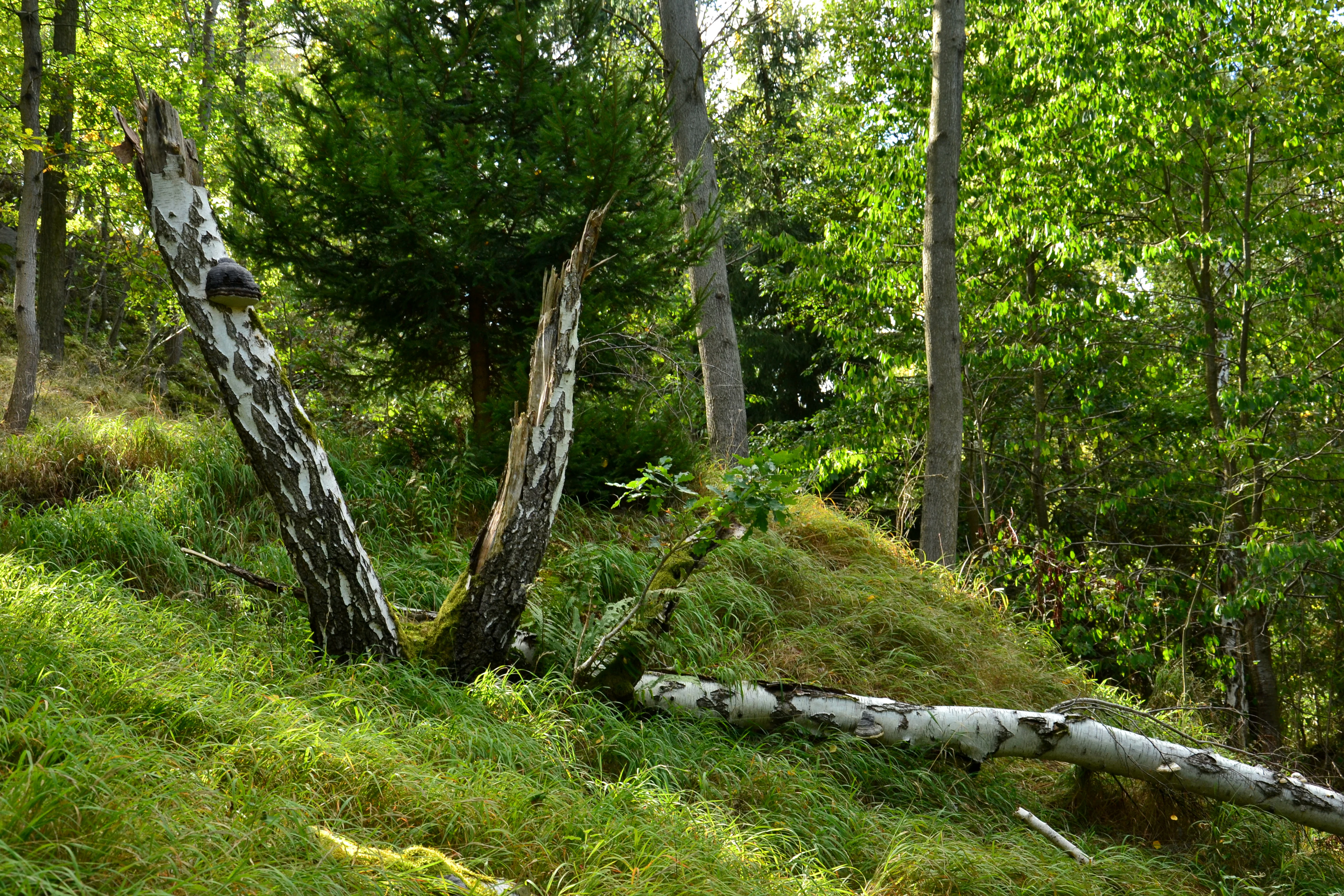A forest scene showing a grassy, sloped hillside with a prominent split, fallen birch tree trunk in the foreground, surrounded by other trees and greenery.
