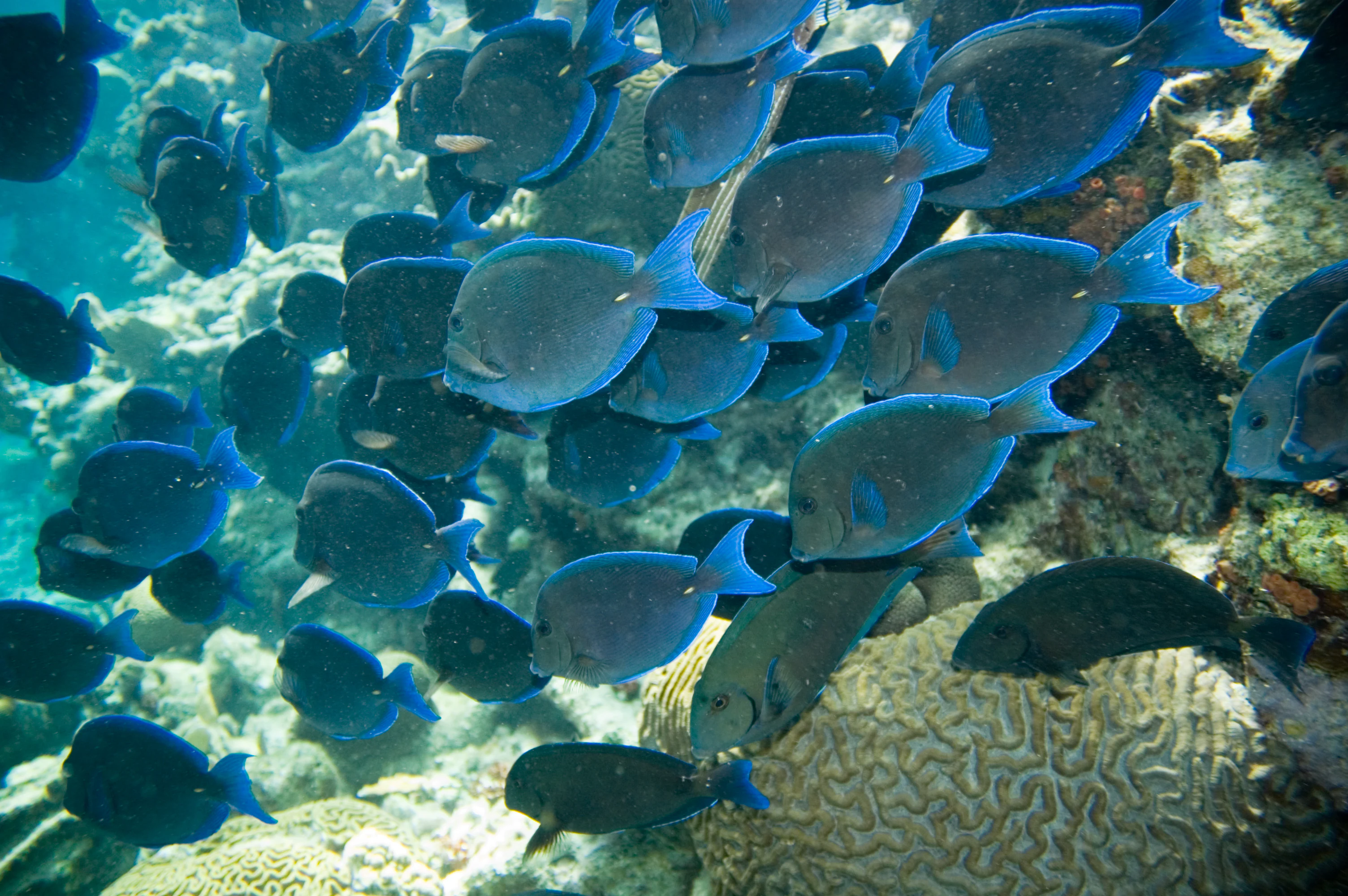A large school of dark blue tang fish swimming underwater over textured coral reef formations.