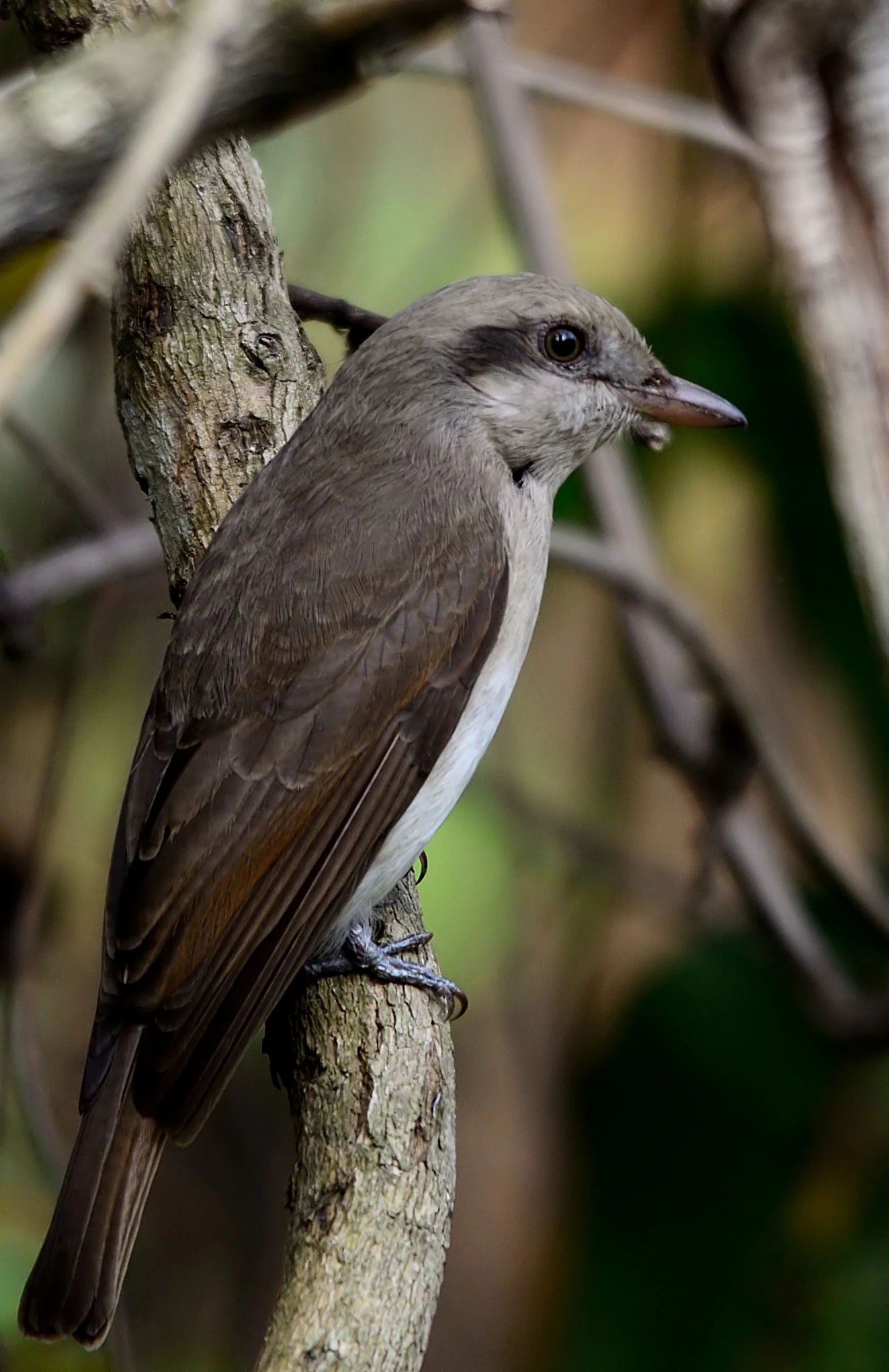 Brown bird with gray head and white underparts perched on a tree branch.