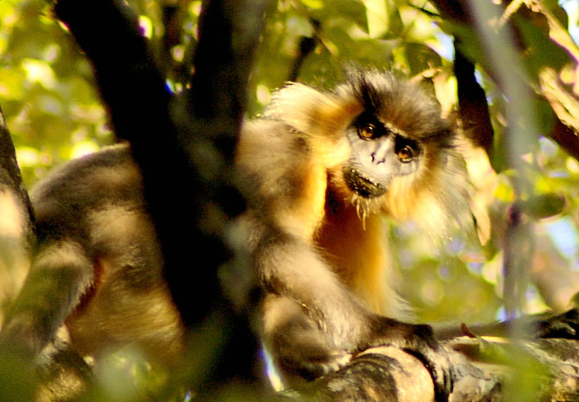 Capped langur with brown and black fur sitting on a tree branch surrounded by green foliage