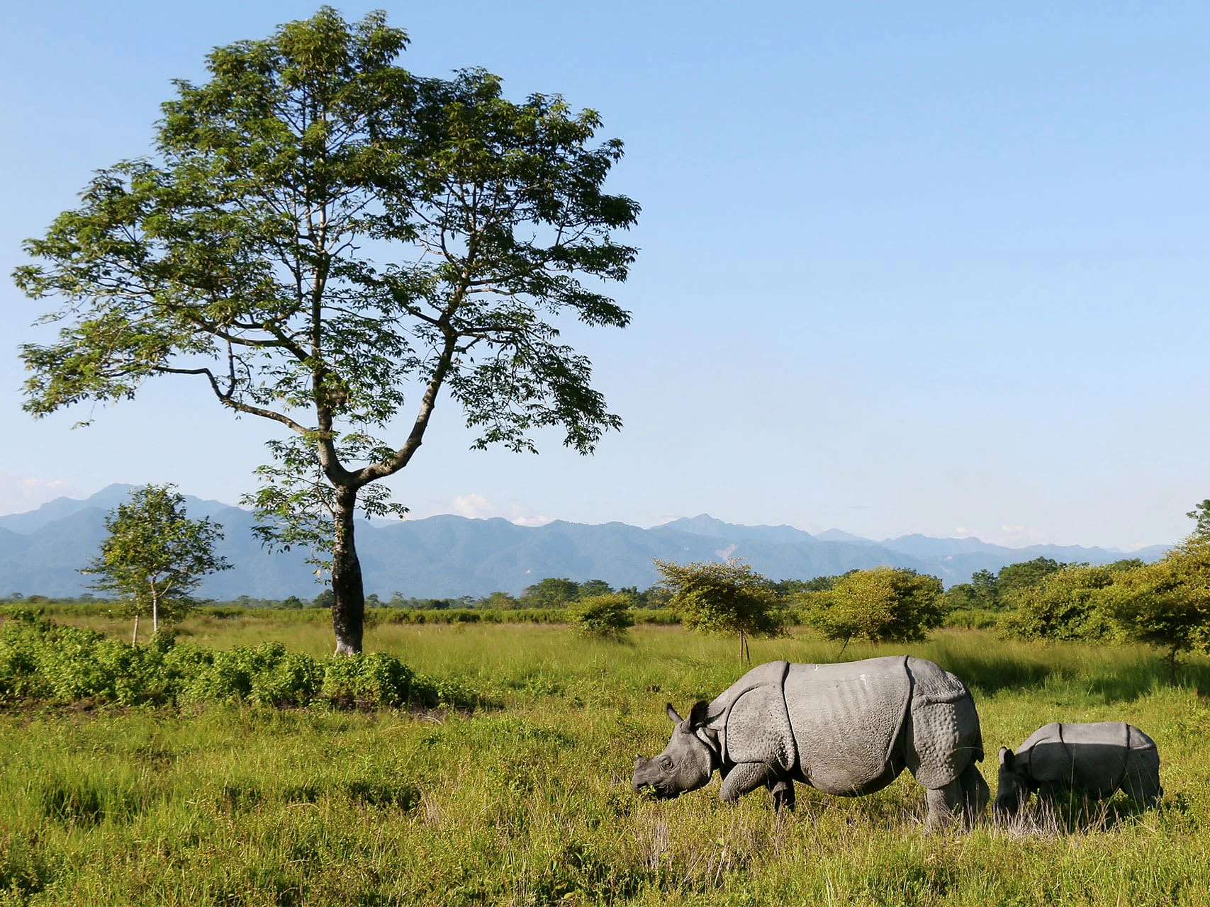 A rhinoceros and its calf standing in a grassy field under a tree with mountains in the background.