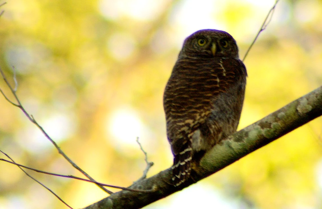 A brown and white spotted owl perched on a tree branch with blurred yellow-green foliage background