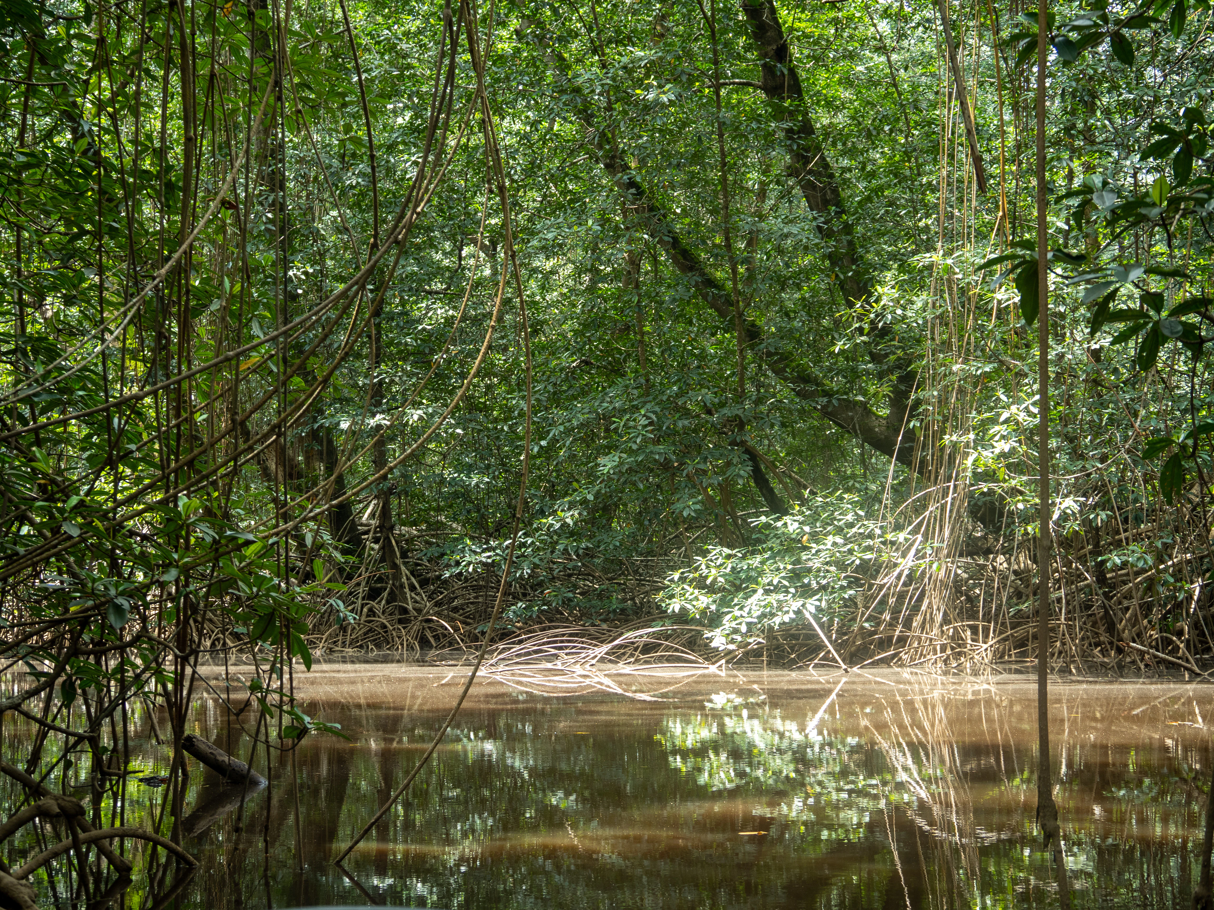 Mangrove trees with tangled roots and branches reflected in a calm body of water