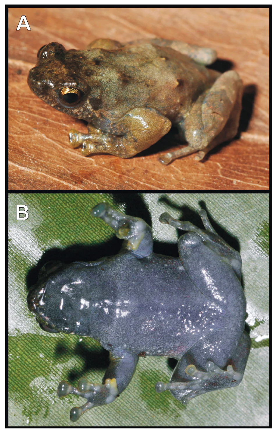 Anodonthyla theoi specimen