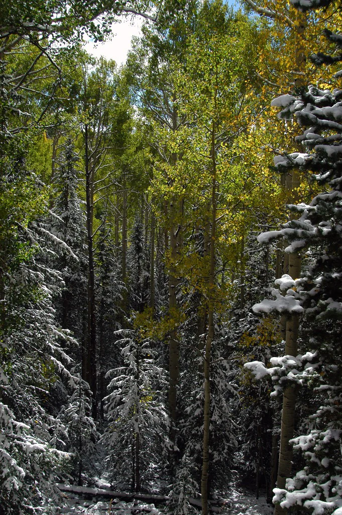 A vertical view into a dense forest with tall quaking aspen trees showing yellow autumn leaves, interspersed with evergreen pine trees covered in a light layer of early season snow.