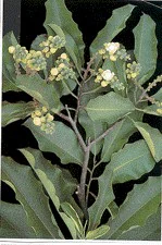 A vertical image showing a branch of a Brazil nut tree with dark green, oblong leaves and clusters of small, pale yellow buds and flowers against a dark background.