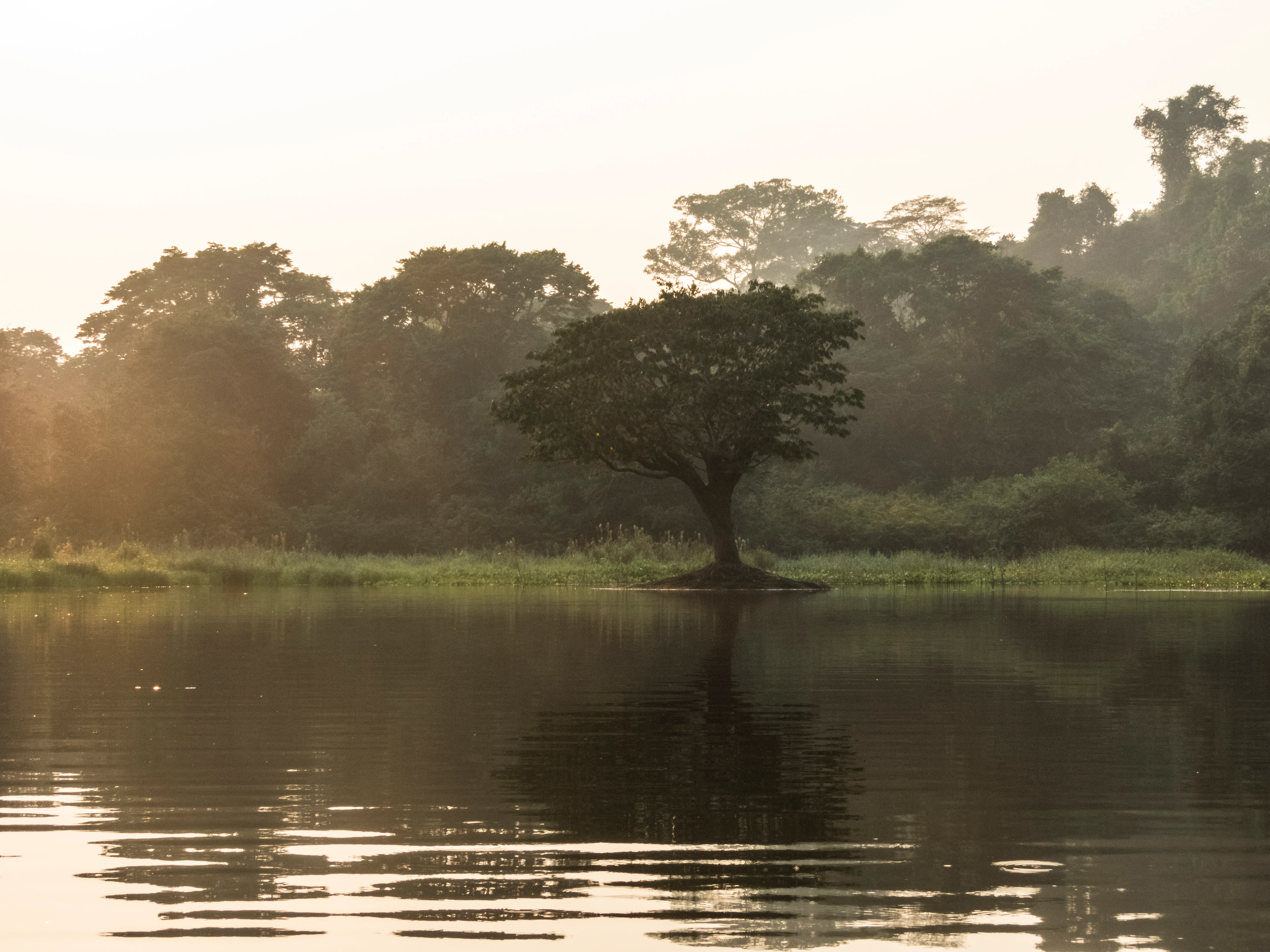 A lone tree on the bank of a calm lake in the Amazon rainforest at sunrise, with its reflection visible in the water.