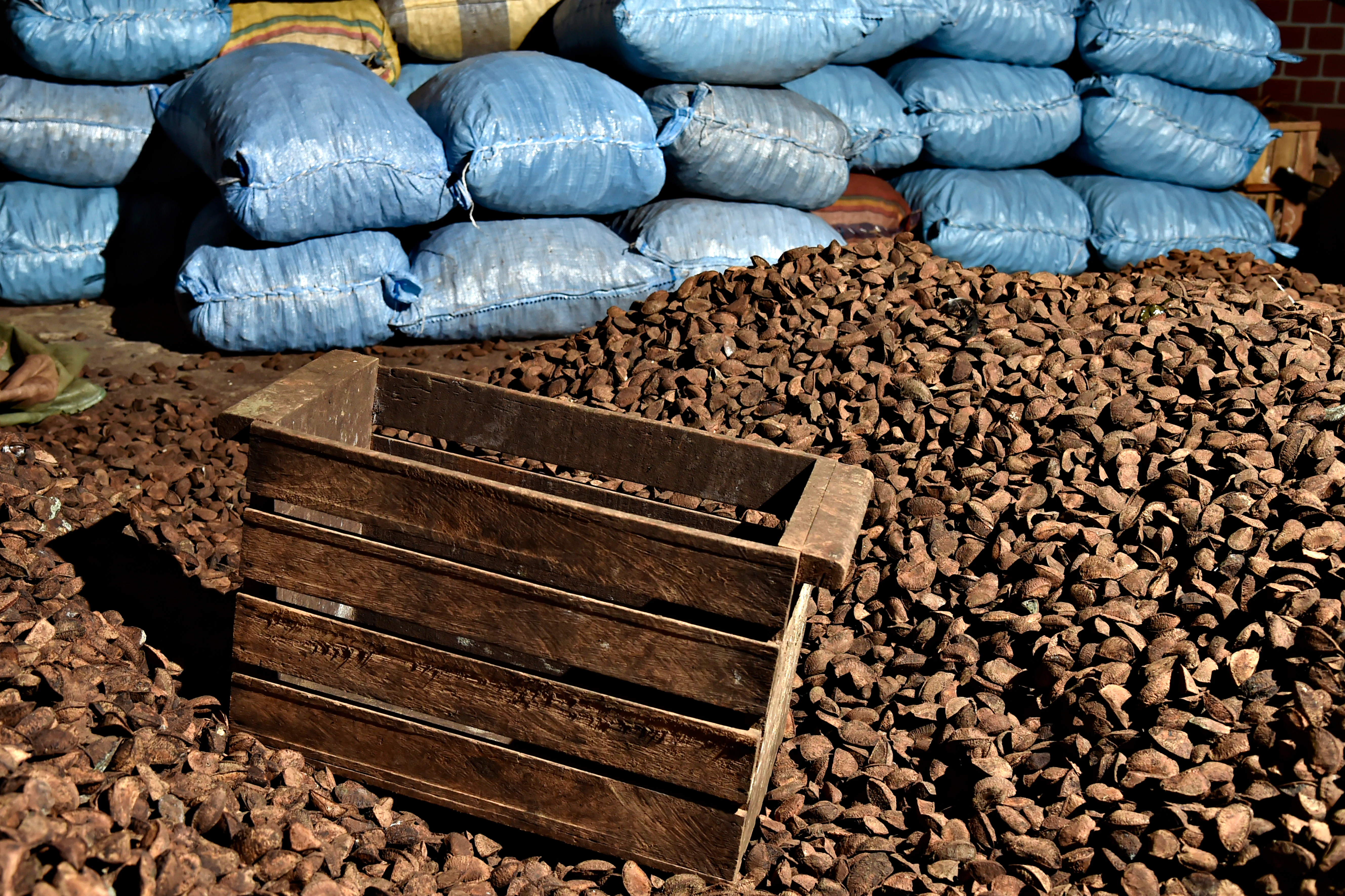 A large pile of harvested Brazil nuts rests on the ground with a wooden crate in the foreground and blue plastic sacks stacked in the background.