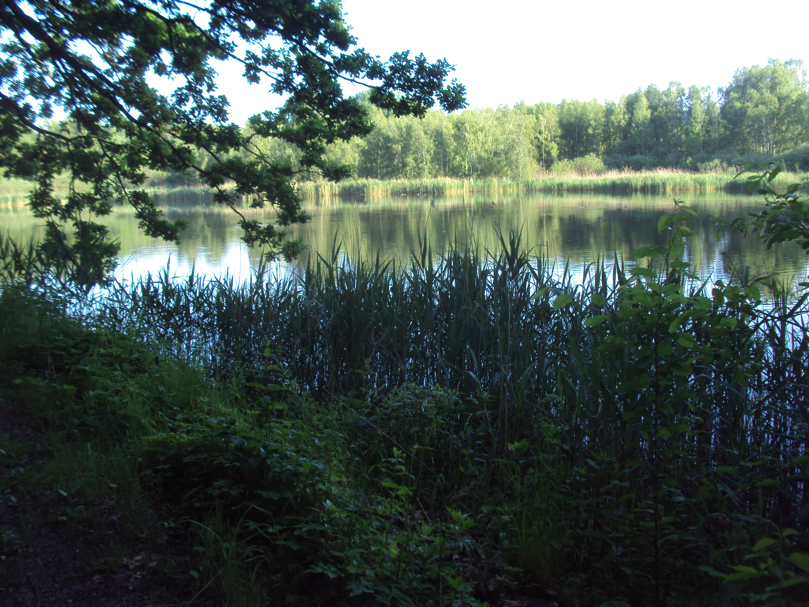 A calm, reflective pond surrounded by dense reeds and a deciduous forest, viewed from a shaded bank with overhanging tree branches in the foreground.