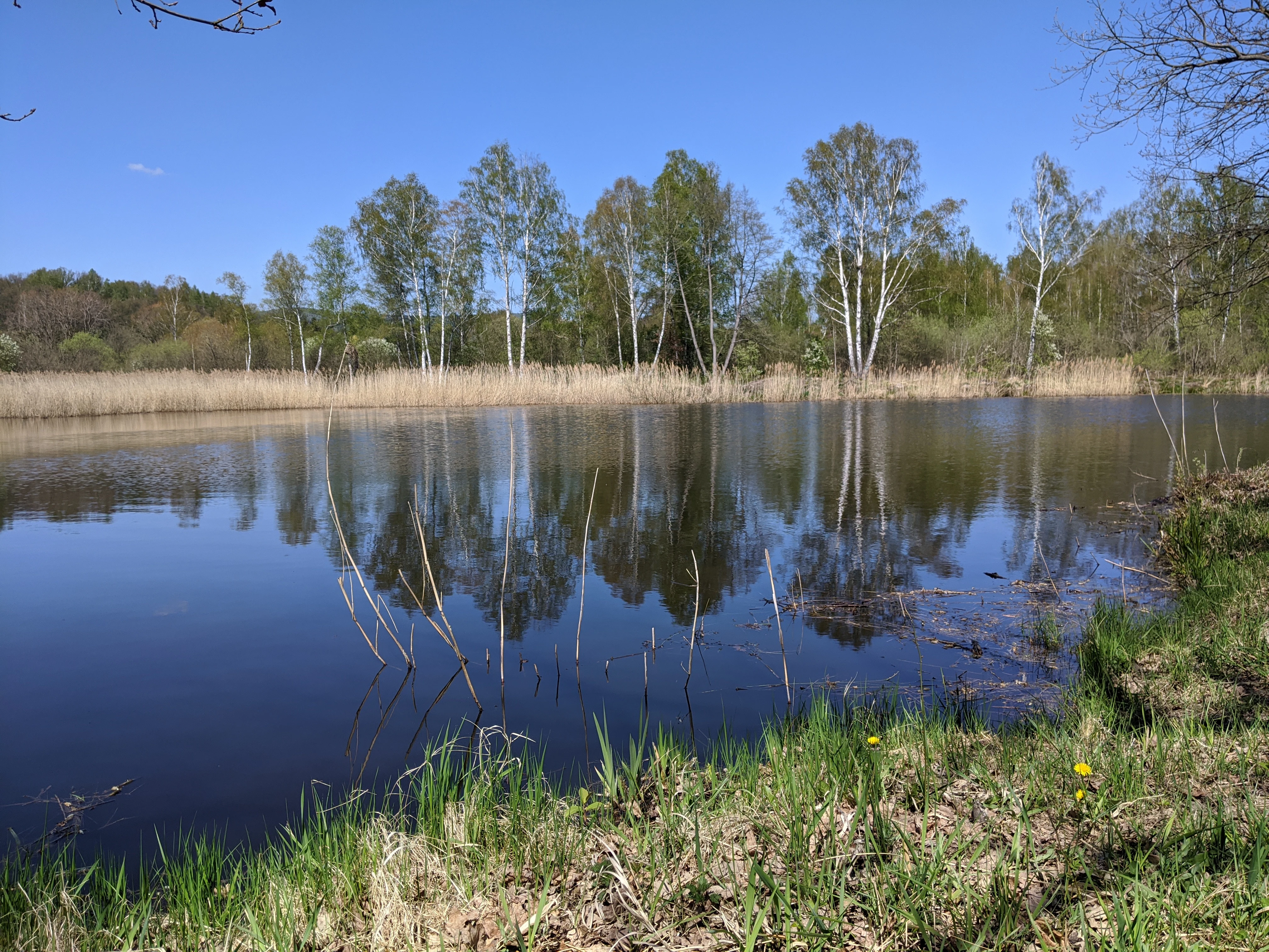 A still pond reflecting birch trees and a clear blue sky, with reeds and grassy banks in the foreground.